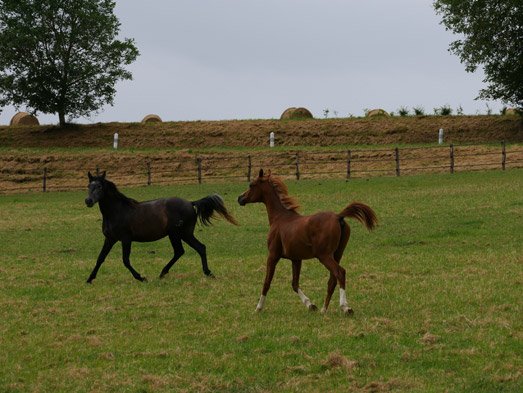 L’élevage de chevaux