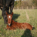 ervana-en-observation