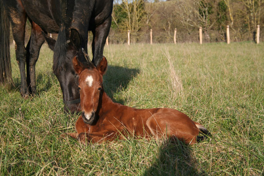 ervana-en-observation